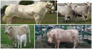 Description and characteristics of cattle of the Auliekol breed, maintenance rules