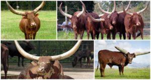 The appearance and characteristics of wild bulls and cows of the Watussi breed, breeding