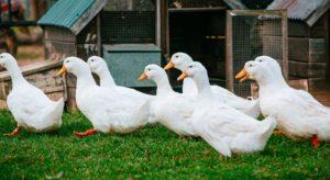 How much does a duck weigh on average, a table of indicators by day and influencing factors