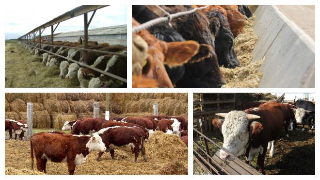 feeding cows