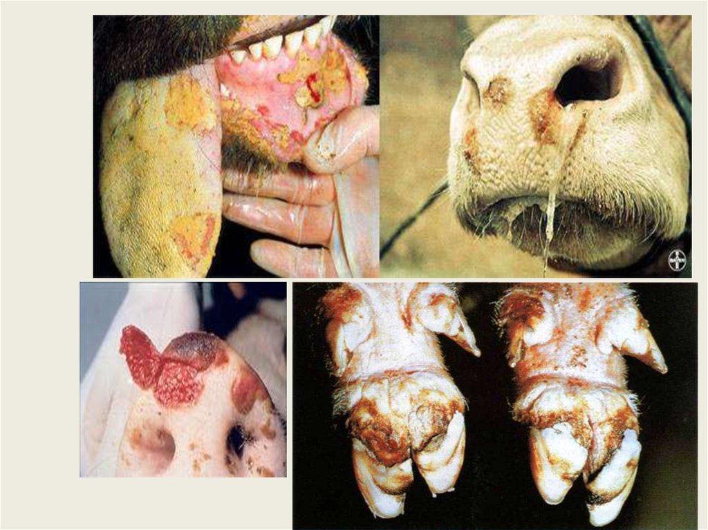 fièvre aphteuse chez les bovins