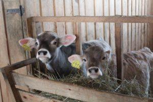 Top 4 effective methods of raising calves at home