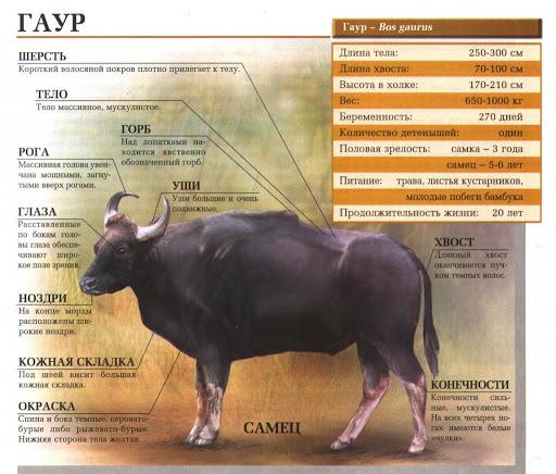 Gaur (salvaje)