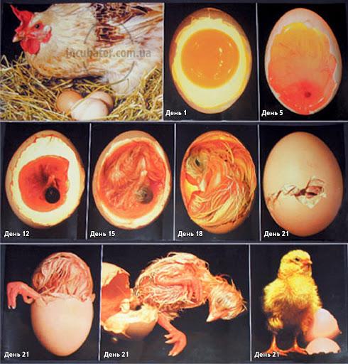 incubation of eggs