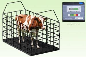 Table for measuring live weight of cattle, top-3 methods of determination