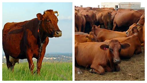 race de vache danoise rouge