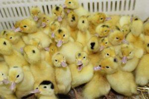 Why ducklings die at home and how to save, how to treat