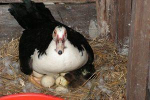 When at home ducks begin to lay and how many eggs are given per year