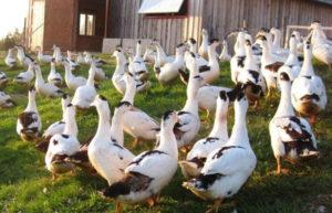 Combien d'années en moyenne les canards peuvent-ils vivre dans la nature et à la maison?