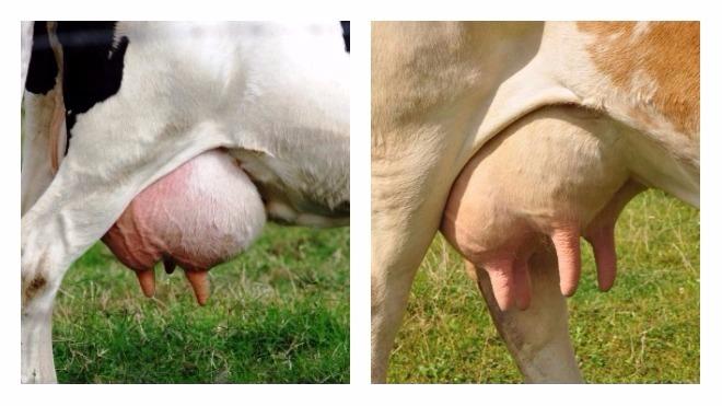 udder of a cow