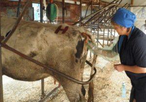 Técnica y características del examen rectal de una vaca para el embarazo.