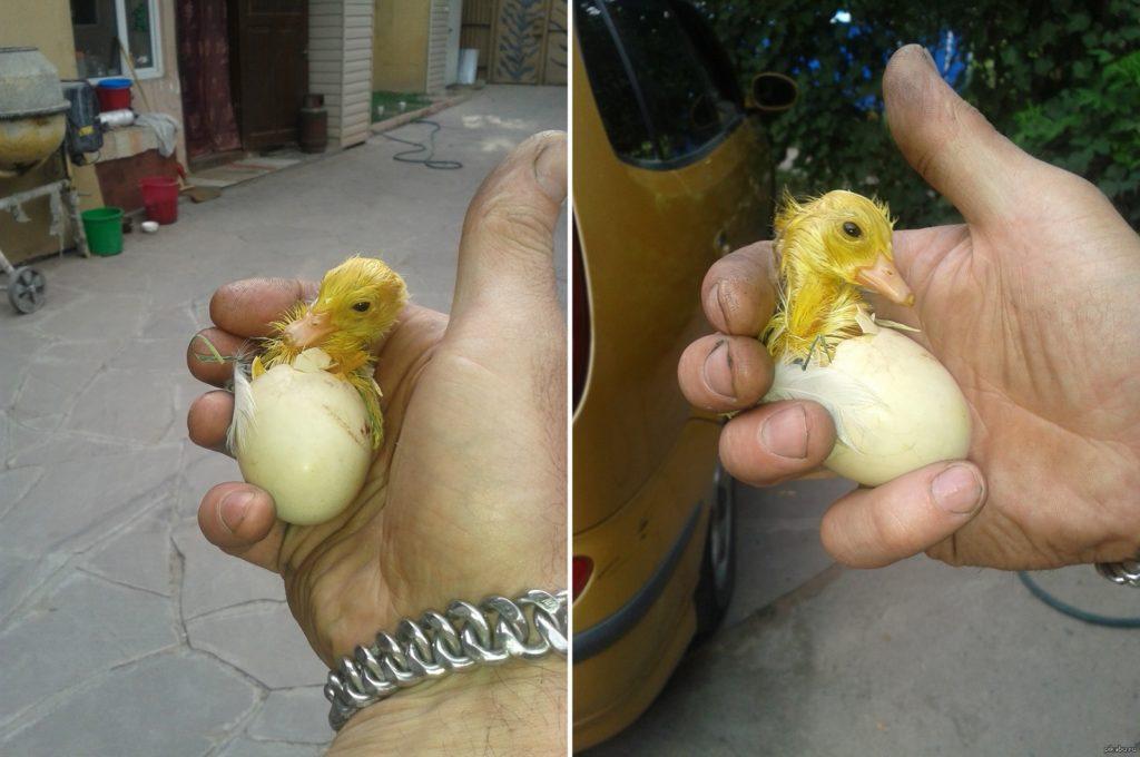 hatching goslings in an incubator at home