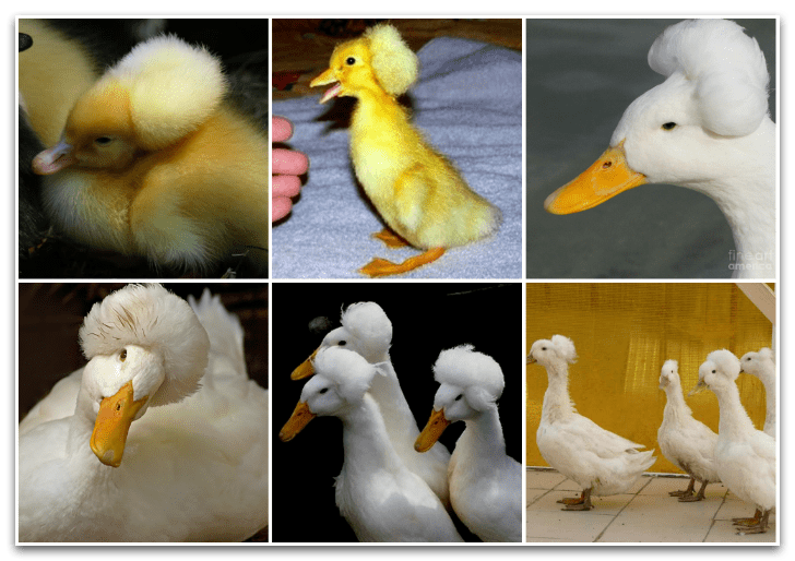 crested duck