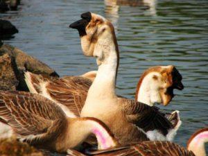 Description and characteristics of African geese, breeding rules