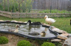 Cómo hacer una piscina para patos en casa con tus propias manos, dibujos.