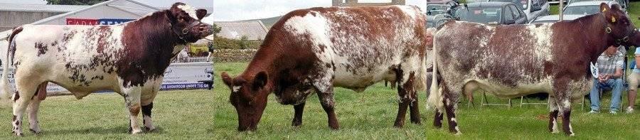 raza de vacas shorthorn