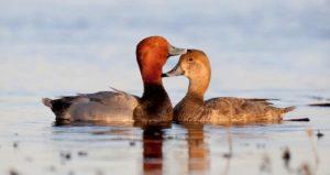 Species and descriptions of wild ducks, their habitat and how they breed and what they eat