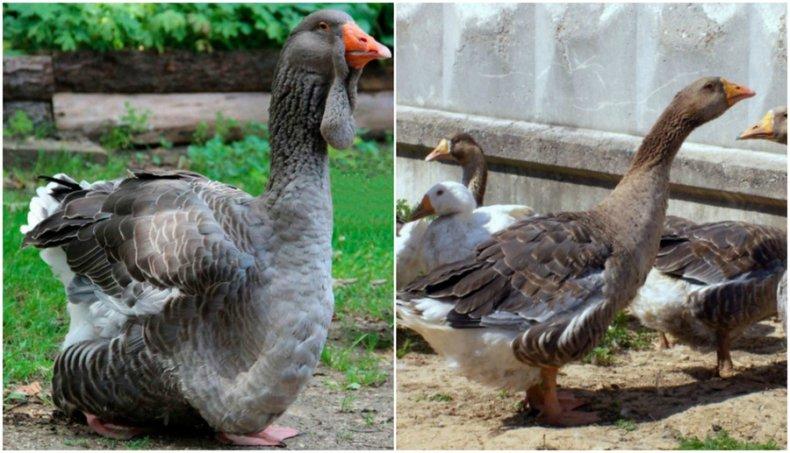 Tambov gray goose