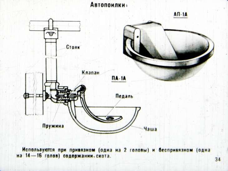 krava piva