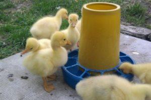 What to do if the duckling's legs are moving apart and what is the reason