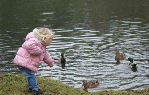 ¿Cuál es la mejor manera de alimentar a los patos salvajes en el estanque y qué no está incluido en la dieta de las aves?