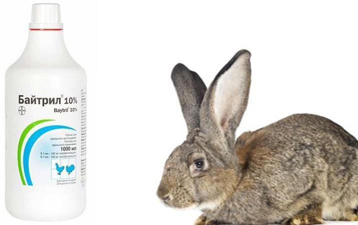 bytril for rabbits