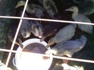 Do ducklings need light at night and how much to turn it on, the main requirements