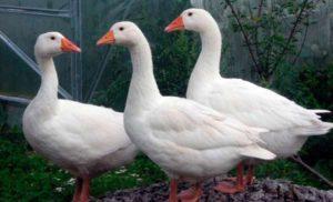 Description and characteristics of geese of the Rhine breed, their diet and breeding