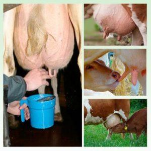 How many times a day and a day a cow should be milked and what affects the number of milkings