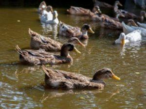 Cómo alimentar a los patitos salvajes en casa, cómo domesticarlos y criarlos.