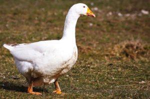 Description and characteristics of geese of the Bashkir breed, rules for their breeding