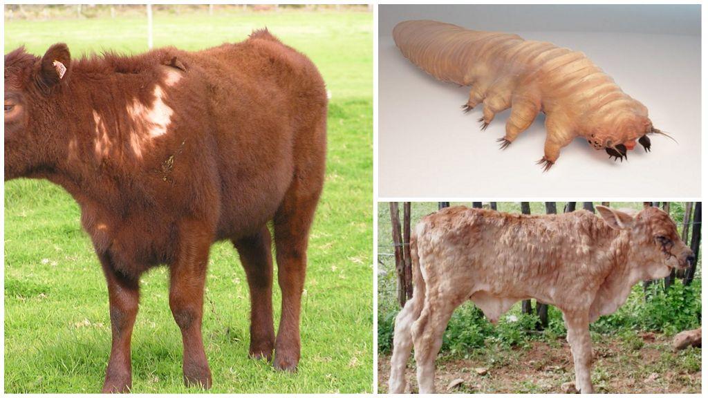 cattle demodicosis