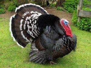 Description of turkeys of the Bronze-708 breed, maintenance and care at home