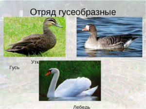 How exactly do swans differ from geese, description and features of birds