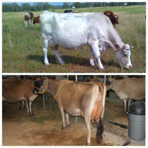 Combien de jours après le vêlage la vache est couverte et que faire si elle ne marche pas