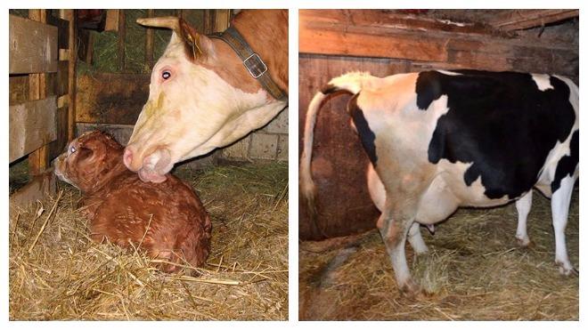 combien de jours après le vêlage la vache marche-t-elle