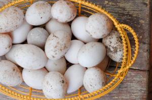 El tamaño de los huevos de pato y los beneficios y daños para el cuerpo, se puede comer y en qué forma.