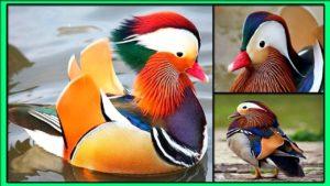 What do mandarin ducks look like and where do they live, what they eat and how many years they live