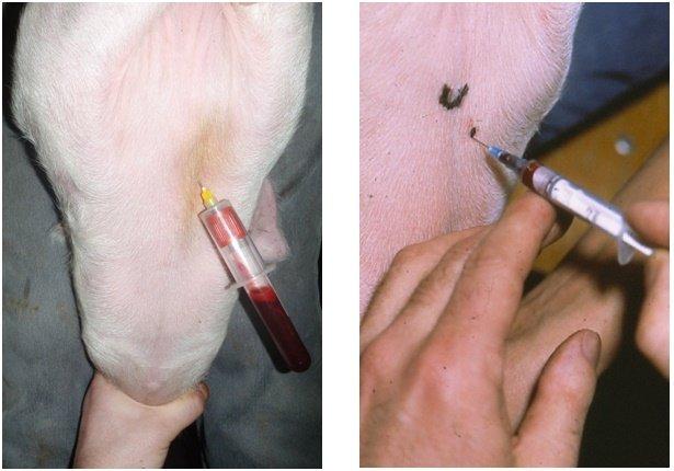 taking blood from a cow