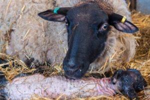 Ce qui peut et ne peut pas être donné aux moutons après l'agnelage et la fréquence de consommation