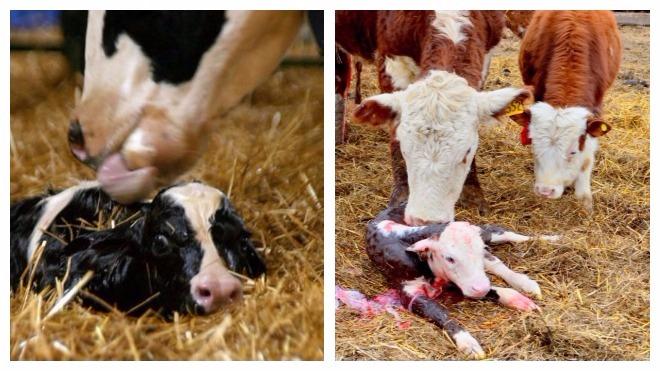 donner naissance à une vache