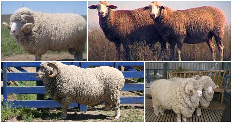 Altai breed of sheep