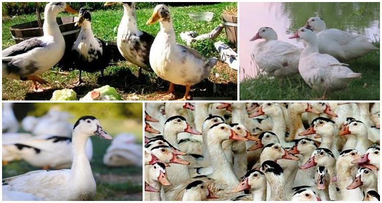 Cómo alimentar a los patitos salvajes en casa, cómo domesticarlos y criarlos.