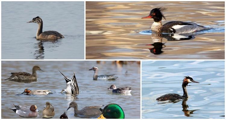 duck with a tuft and a sharp beak