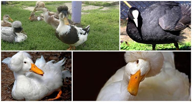 canard noir et blanc avec une touffe