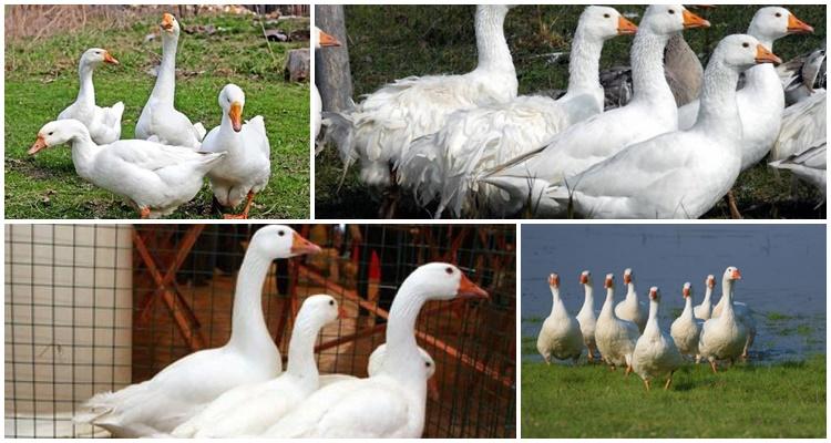 Bashkir geese