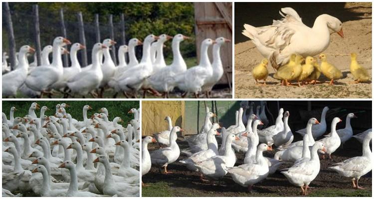 hungarian geese