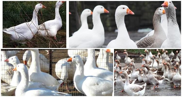 hungarian geese