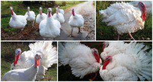 Description and characteristics of heavy cross turkeys, their breeding