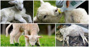 What to do if a lamb has a swollen belly and what are the reasons, treatment of tympania